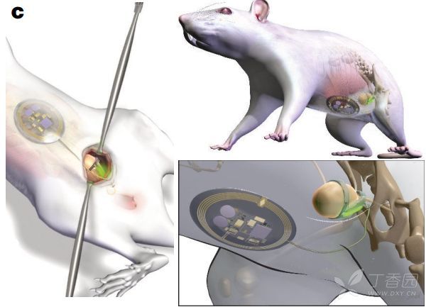 将无线微型装置植入大鼠体内