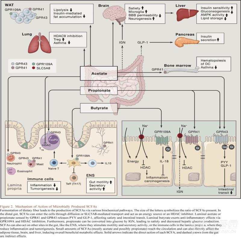 优质肠道菌群相关代谢物--短链脂肪酸生物学功能