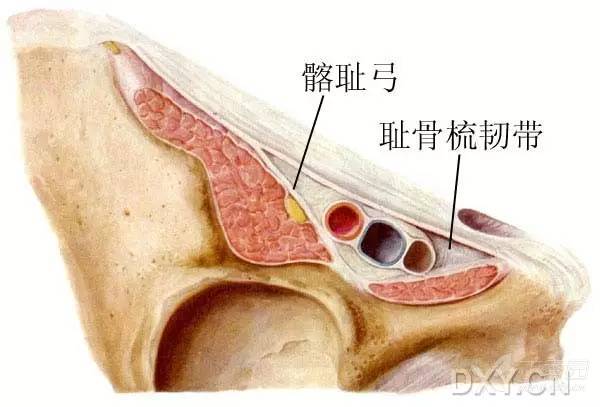 肌耻骨孔