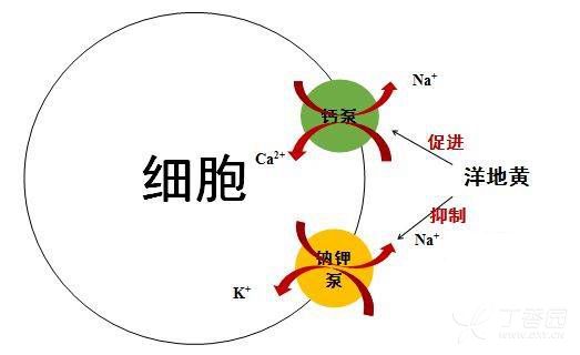 洋地黄作用机制的总结