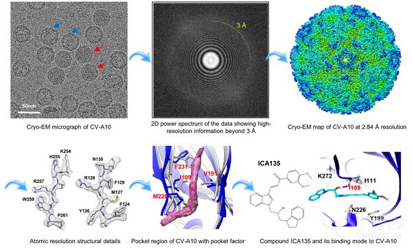 cv-a10成熟病毒和空心颗粒的原子分辨率冷冻电镜结构(2.84埃)