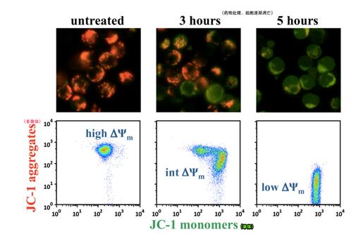 化工仪器网 技术中心 选购指南 正文        线粒体膜电位(△ψm )