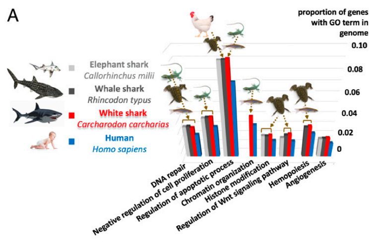 大白鲨功能基因含量与其他脊椎动物的差异比较(go富集方法)