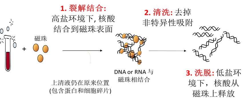 thermoscientifickingfisherduoprime中低通量磁珠提取系统更灵活更