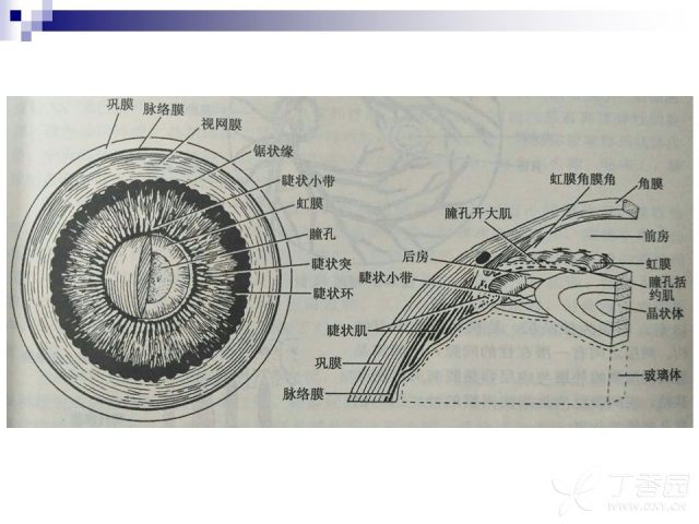 视网膜及脉络膜脱离的 mri 诊断