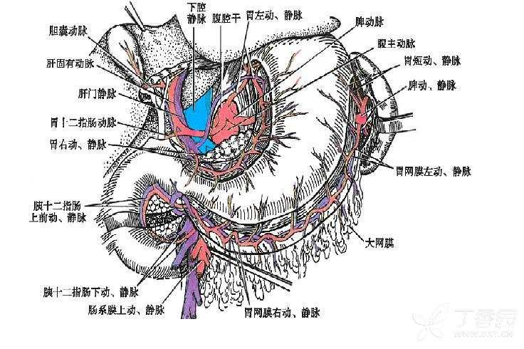 请教胃网膜动脉与静脉的识别