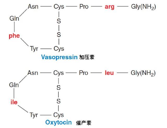 治疗大咯血首选垂体后叶素美国医生不这么看