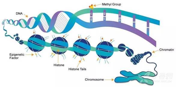 染色质结构,包括组蛋白和dna.图片来源于whatisepigenetics.