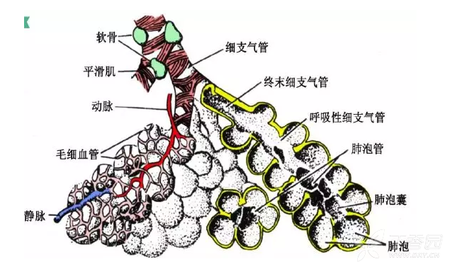 肺泡自呼吸细支气管,肺泡道,肺泡囊后分出,肺实质即指上述肺内各级支