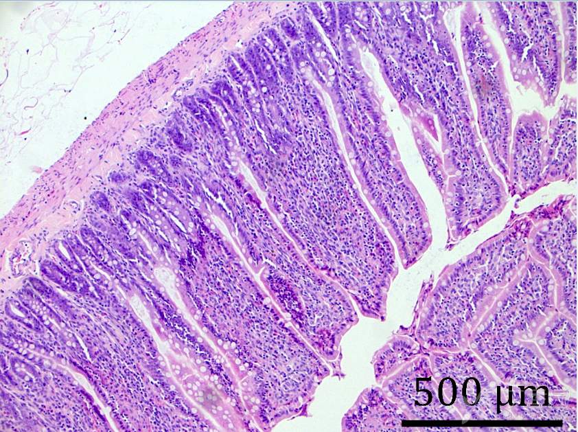 实验动物与组织学技术讨论版 【动物实验】 帖子详情  图2.