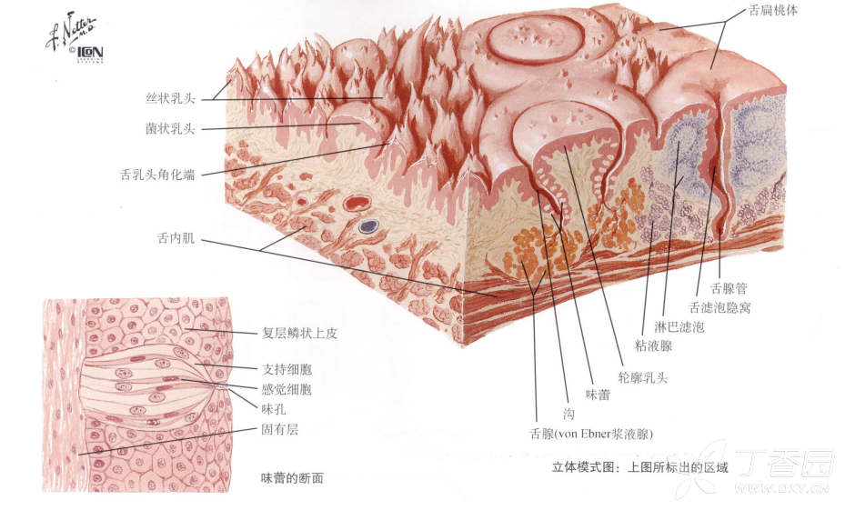 舌头表面及味蕾示意图,图片来自奈特图谱