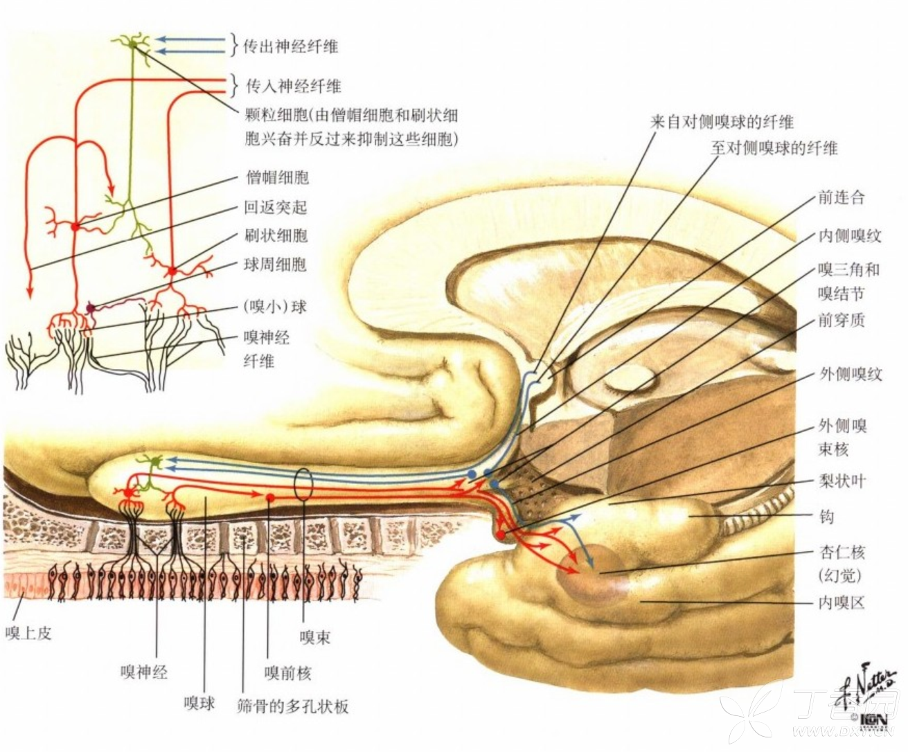 神经病学学习-颅神经-嗅神经olfactory nerve(i)