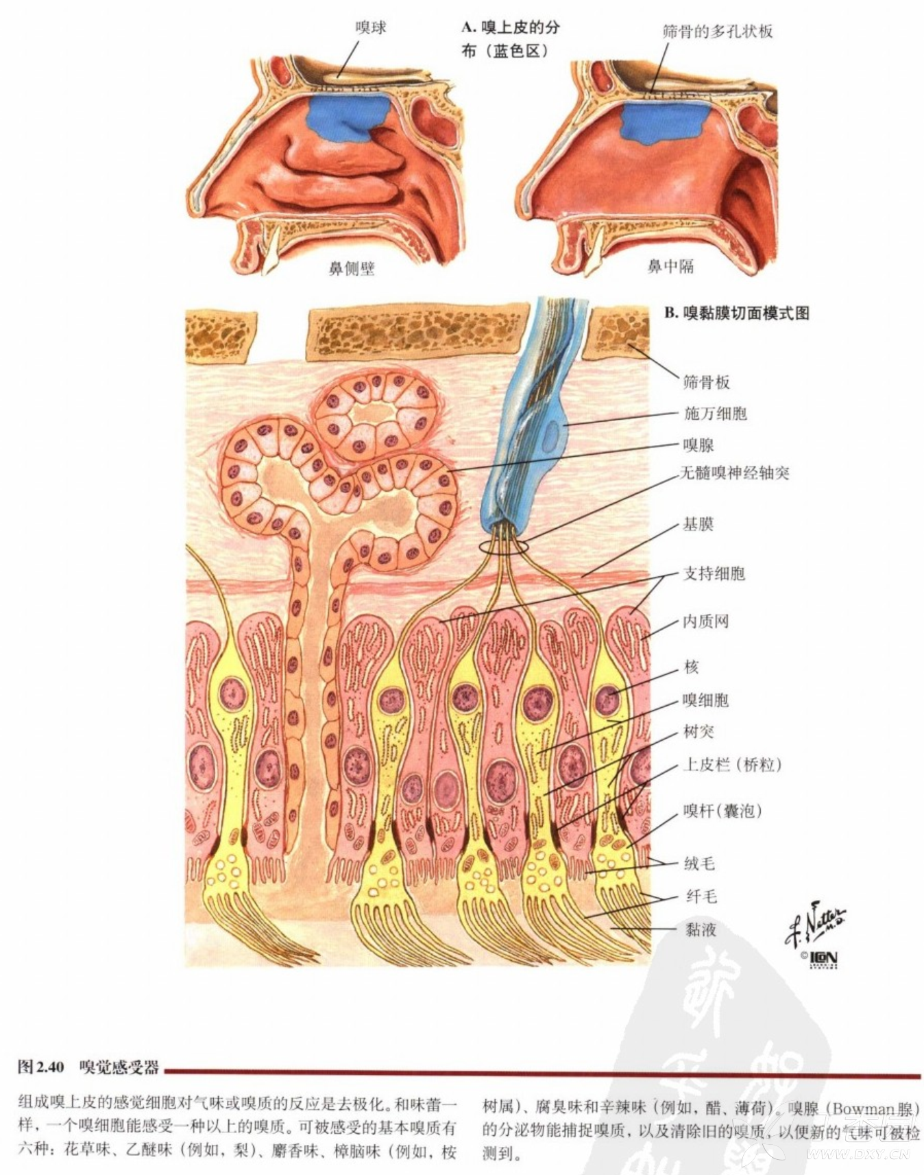 神经病学学习-颅神经-嗅神经olfactory nerve(i)