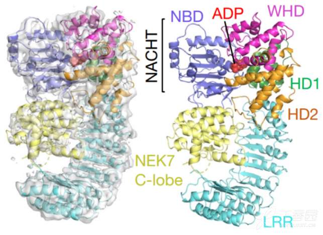 nlrp3-nek7复合体结构示意图