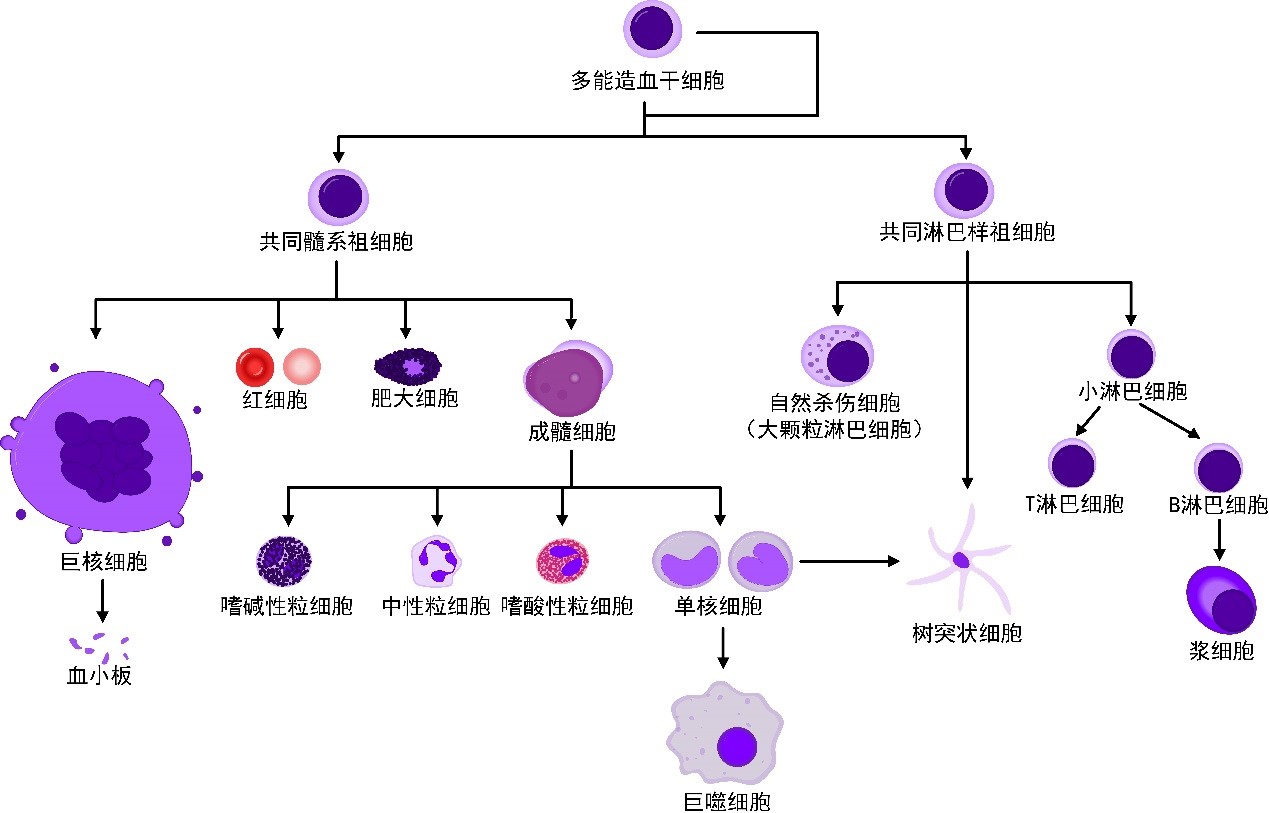 figure1 造血干细胞分化树白细胞从起源上分为淋巴细胞和髓系细胞.