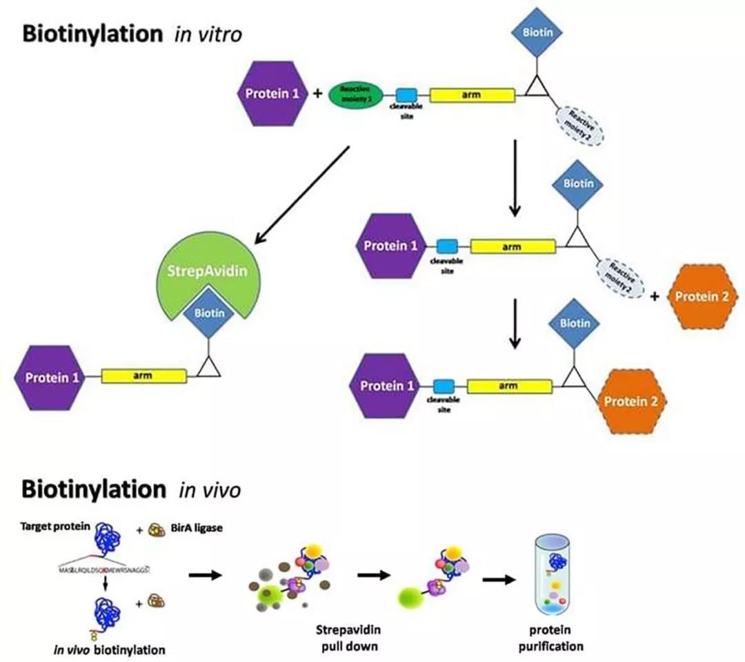 蛋白标记技术都有哪些 技术前沿 资讯 生物在线