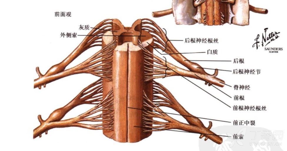 脊髓中央蝶形的部分就是灰质部分