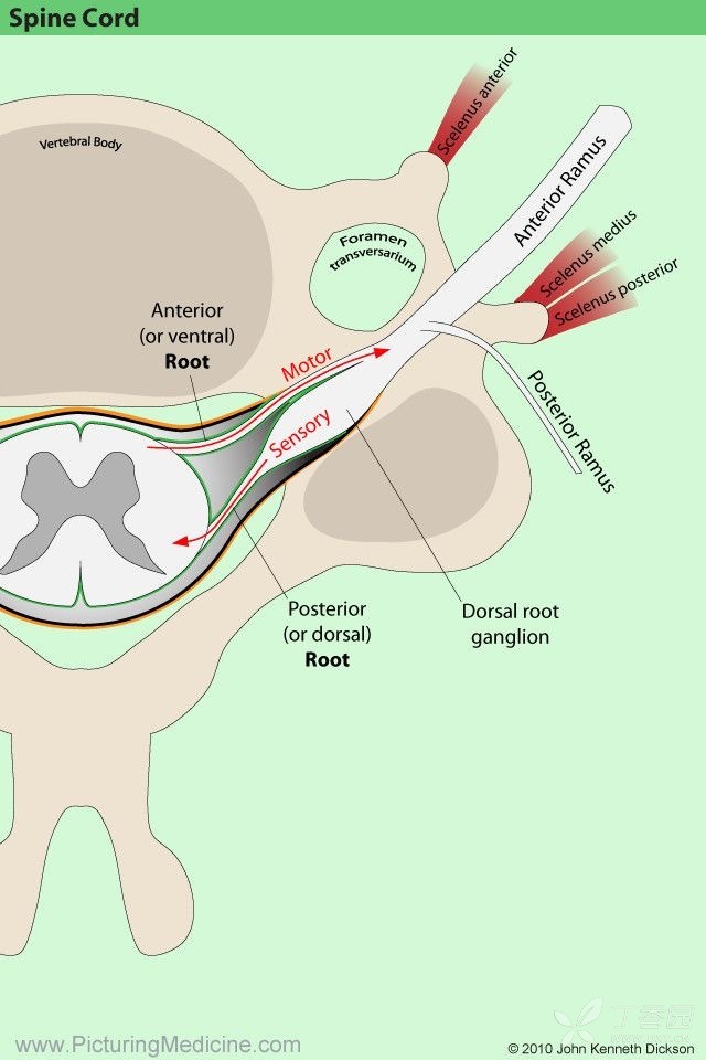drg是背根神经节,椎旁的神经节,球形结构,你这个看着不太像.