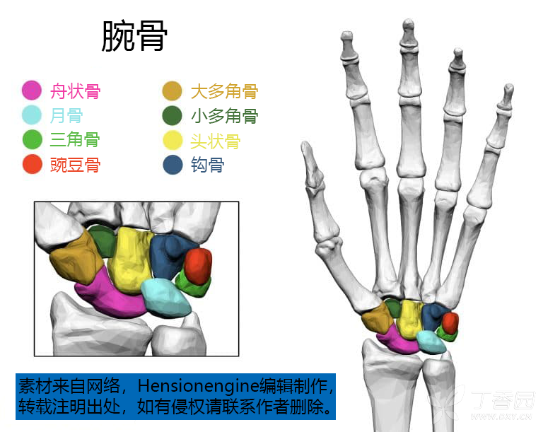 儿科专业讨论版 儿科学专区   人的手骨包括: 腕骨, 掌骨和 指骨.