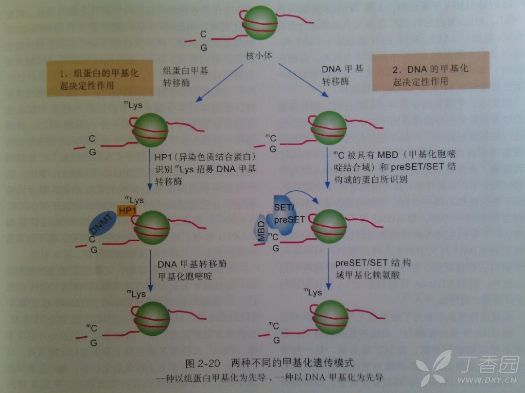 各位老师专家,请教这个图片出自哪本书籍(组蛋白甲基化模式示意图)