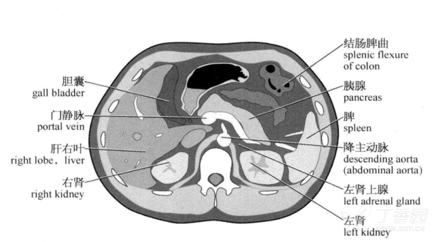 腹部ct片子,正常解剖结构求解