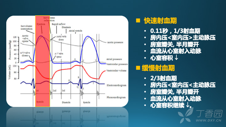 如何在心电图及心脏超声中识别并理解心动周期?