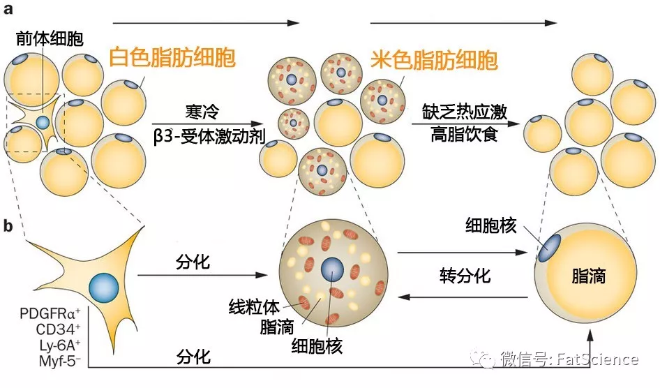 脂肪移植后的存活移植物和宿主到底谁说了算