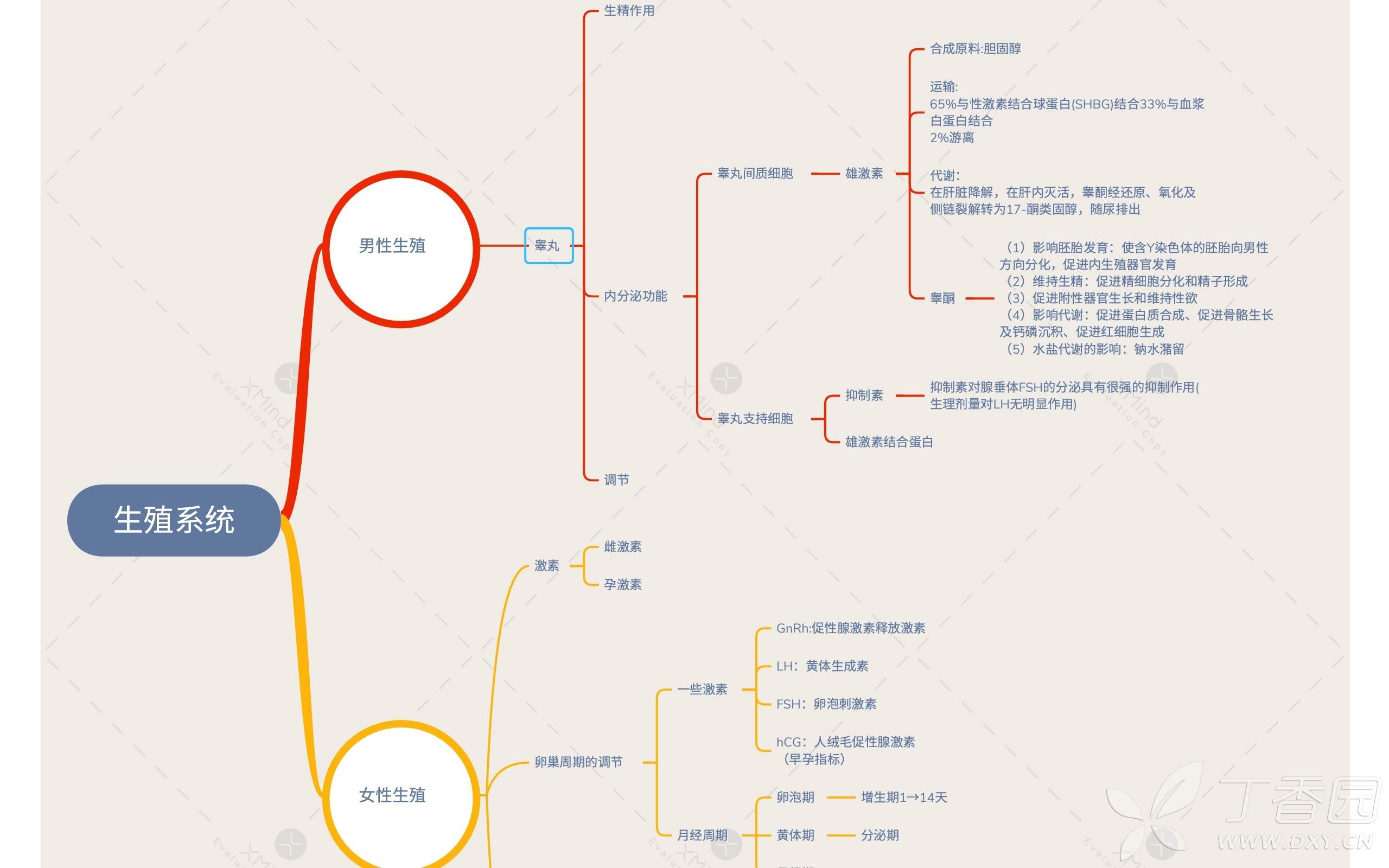 生理知识点总结之生殖系统思维导图