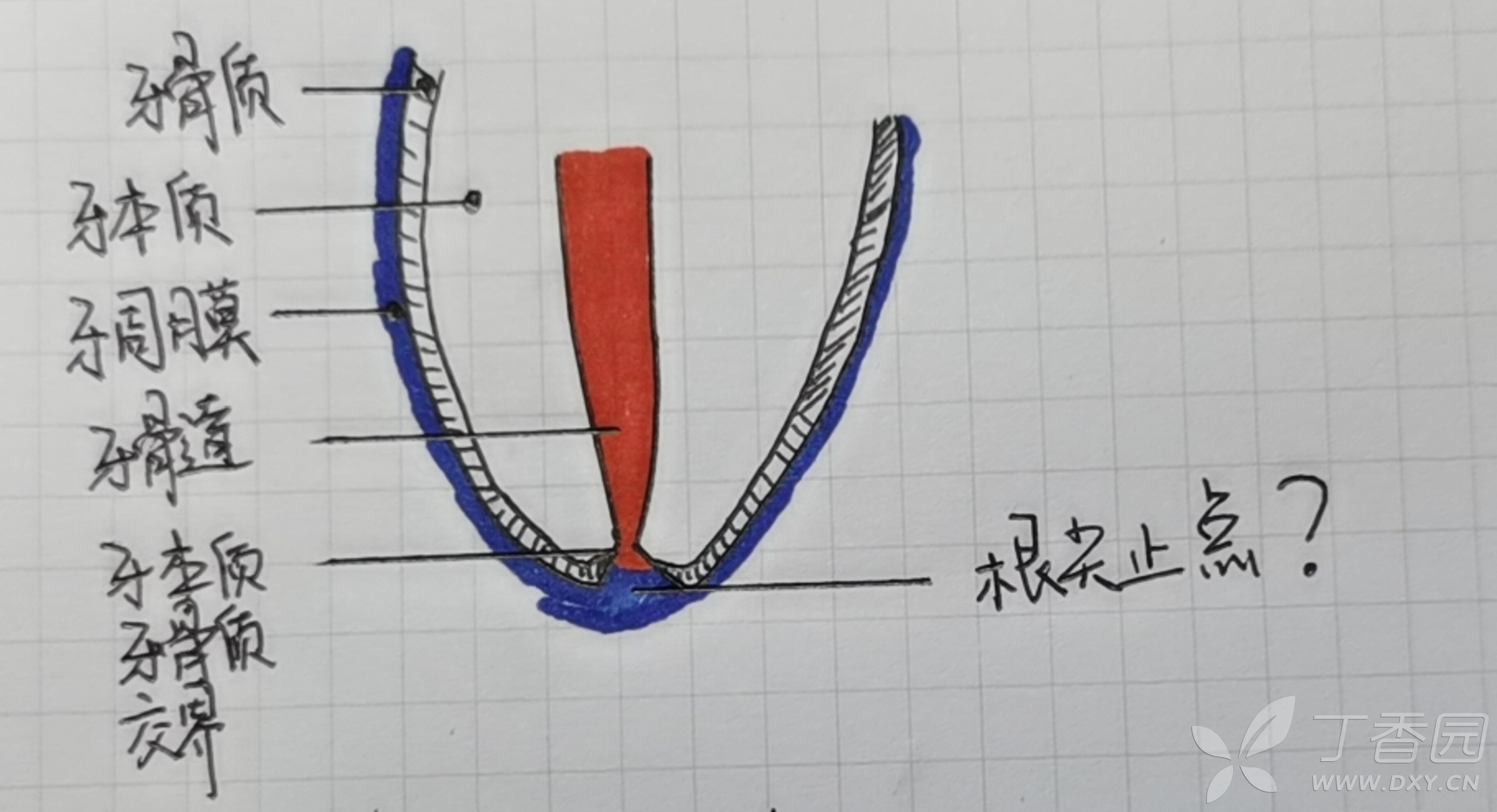 口腔临床进阶——根管测长二三事