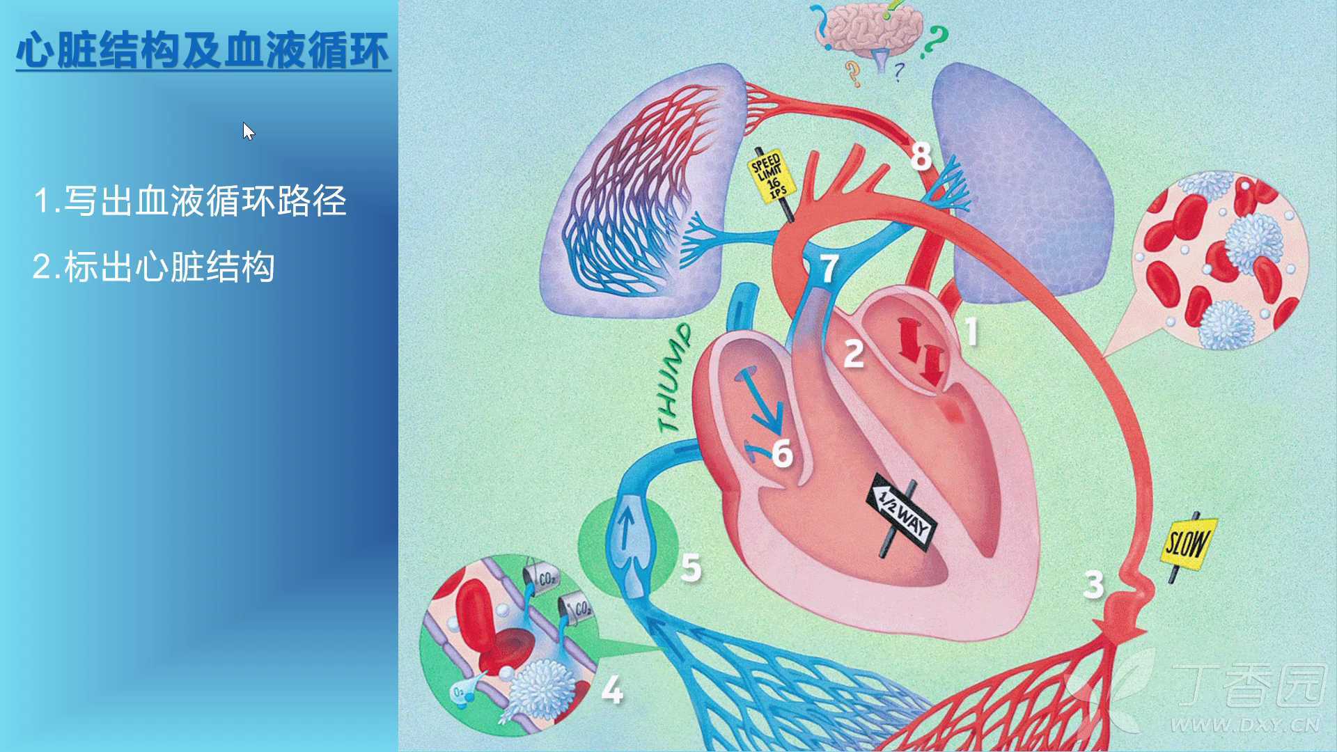 循环系统之心脏思维导图