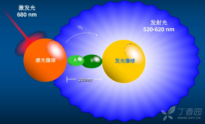 均相光激化学发光(lica)是否优于电化学发光,酶促化学