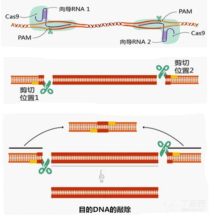 (原创)基因编辑技术crispr-cas9简介