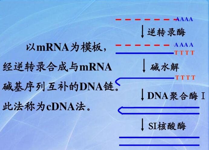 pcr产物电泳检测