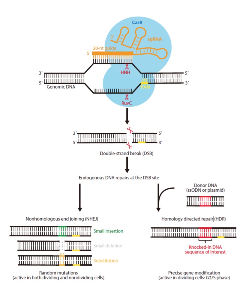 crisprcas9靶点验证新选择