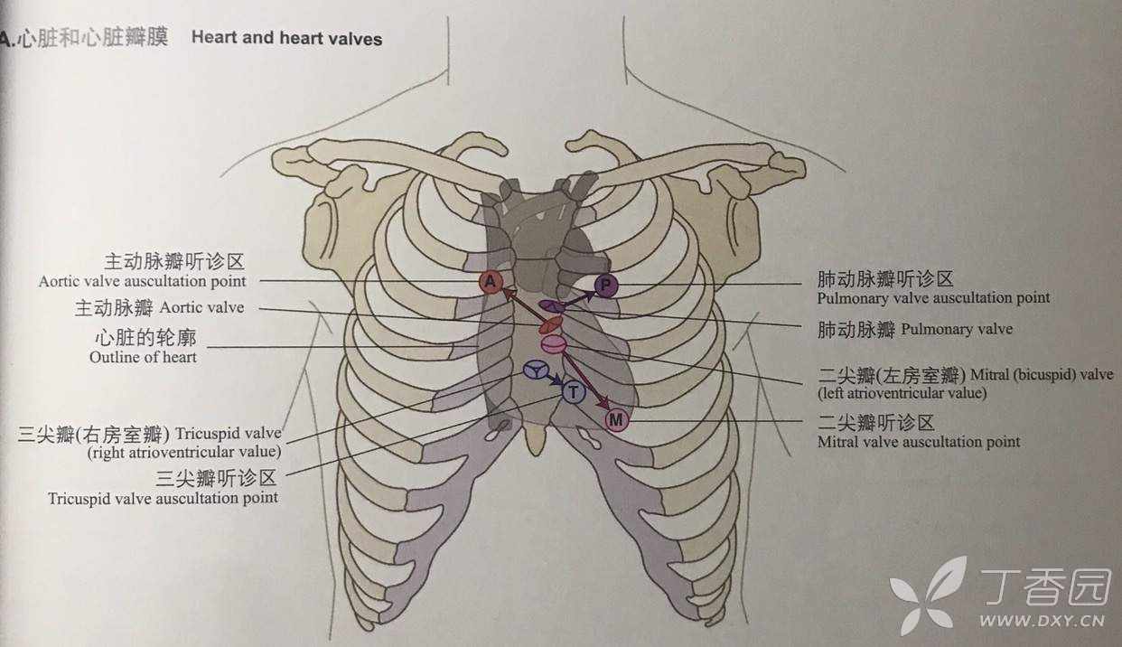 三尖瓣听诊区到底在哪儿?