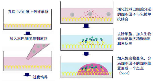 ELISPOT结果分析 AID酶联免疫斑点分析仪 AID中国一级代理商北京泽平