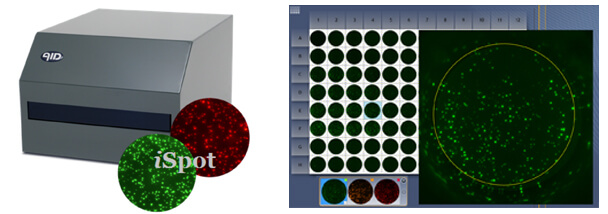 AID酶联免疫斑点分析仪 AID ELISPOT Reader AID中国一级代理商北京泽平