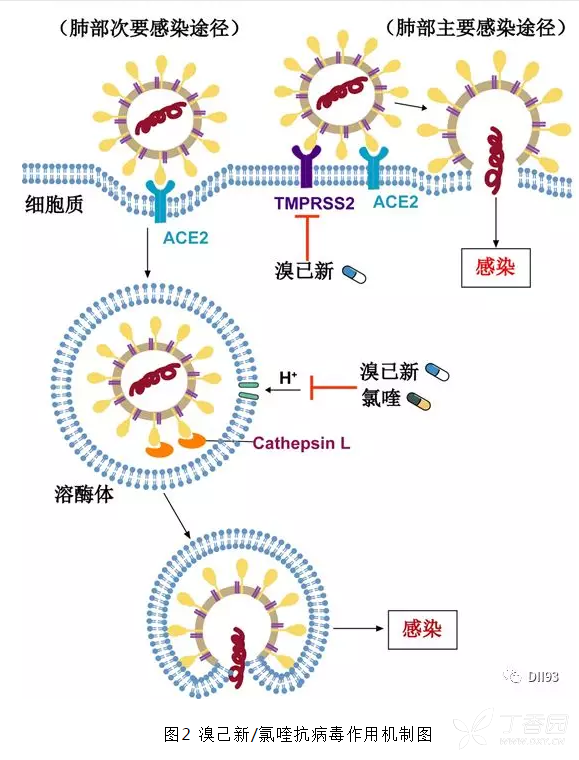 新型冠状病毒的检测原理_新型冠状病毒图片