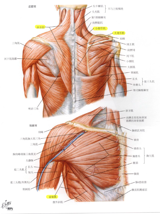 正常情况下,这些肌肉在对应神经(比如胸长神经,副神经,肩胛背神经)