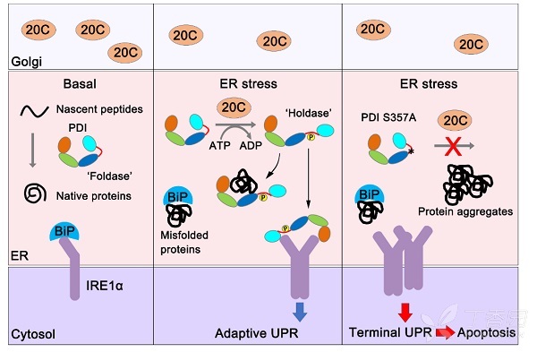 中负责蛋白质折叠的蛋白质二硫键异构酶(protein disulfide isomerase