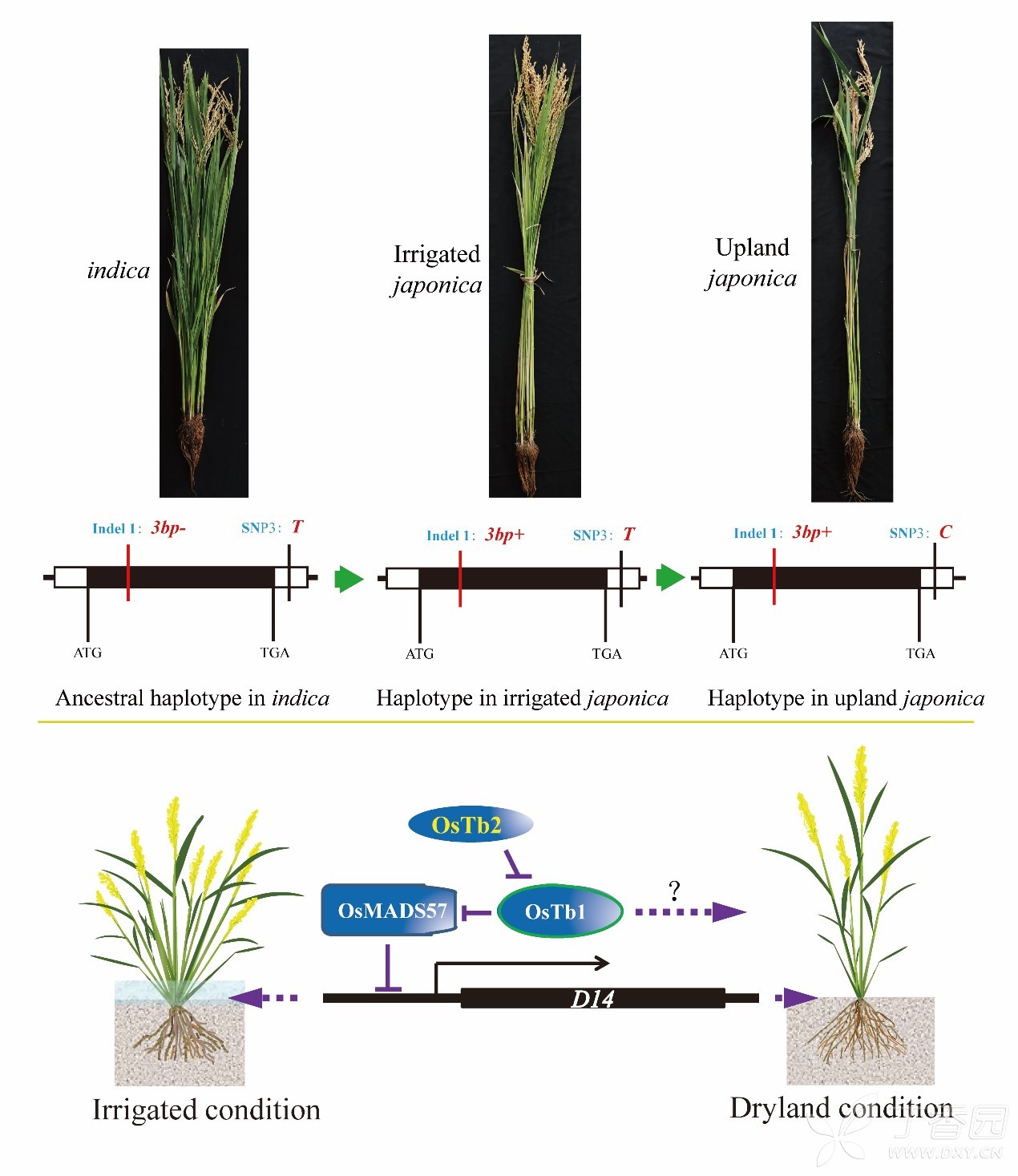 陆稻在陆生适应性进化中的分蘖调控作用机制 - 植物学