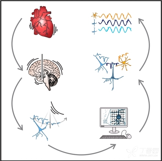 心脏跳大脑抖 神经元分类更精确