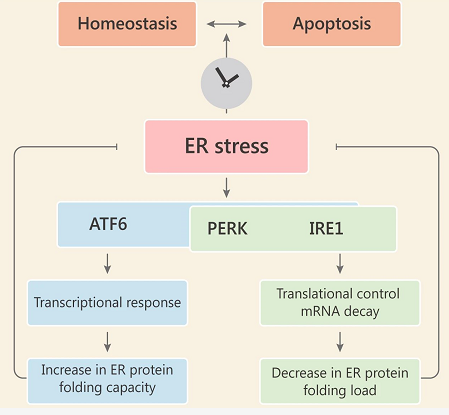 内质网应激-未折叠蛋白反应