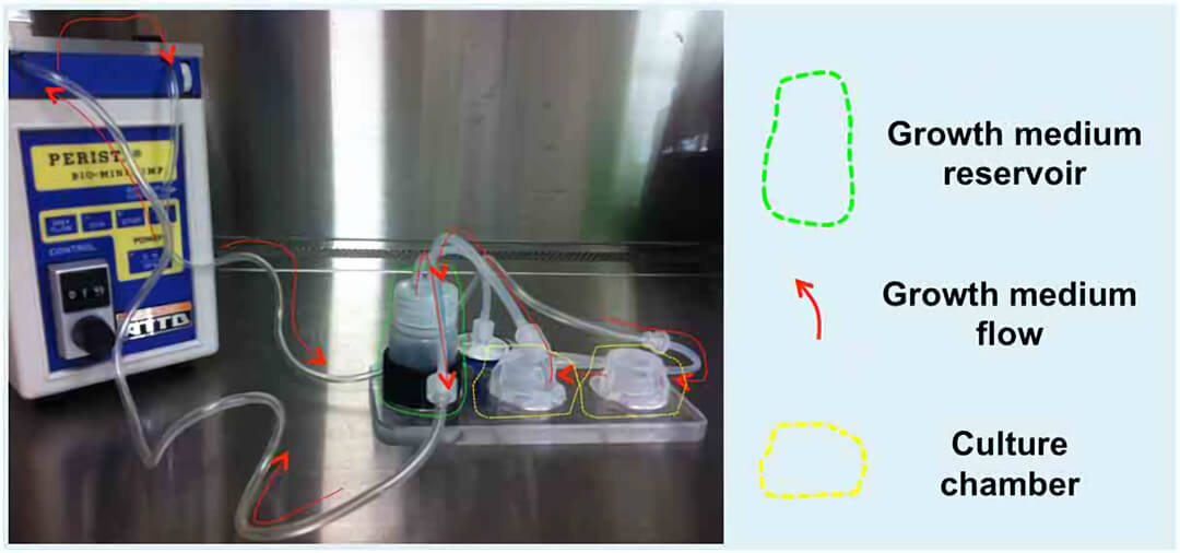 三维培养 quasi vivo流动培养系统中国独家代理商北京泽平