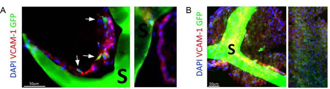 三维培养 quasi vivo流动培养系统中国独家代理商北京泽平