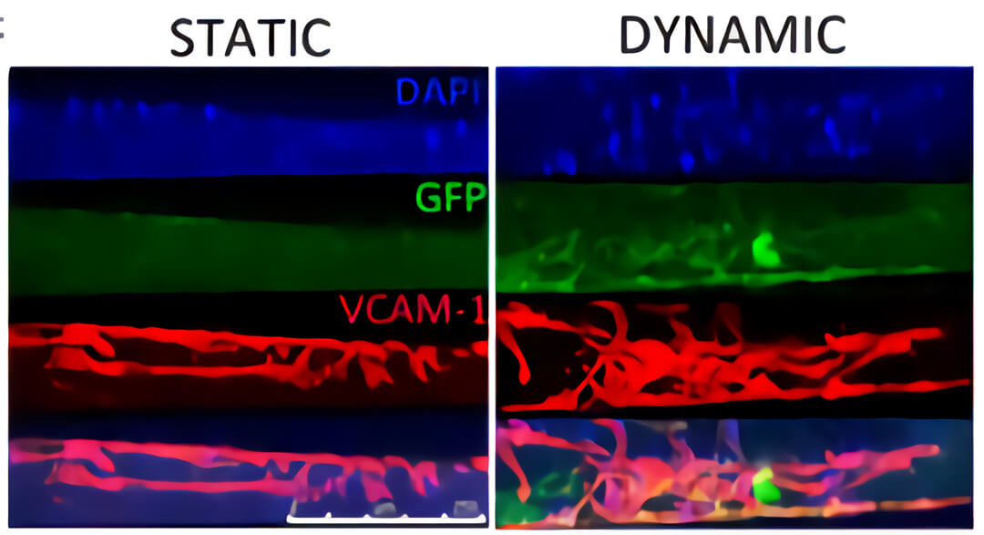 三维培养 quasi vivo流动培养系统中国独家代理商北京泽平