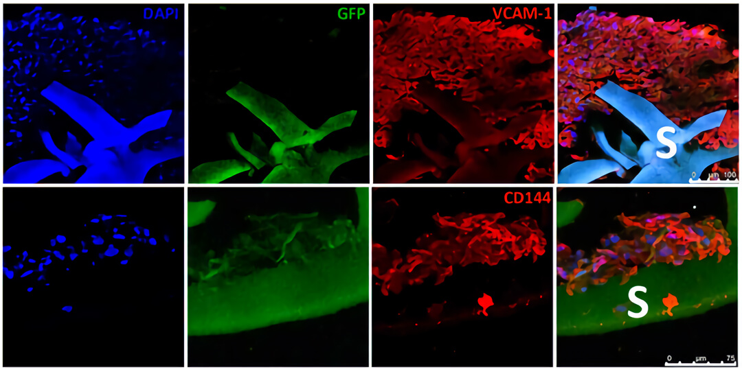 三维培养 quasi vivo流动培养系统中国独家代理商北京泽平
