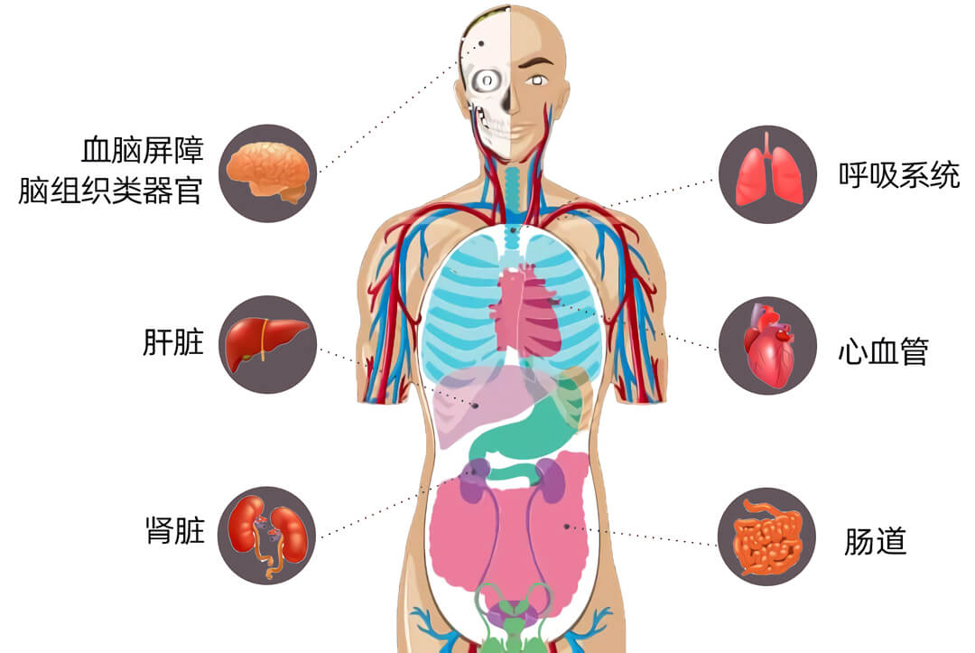 三维培养 quasi vivo流动培养系统中国独家代理商北京泽平
