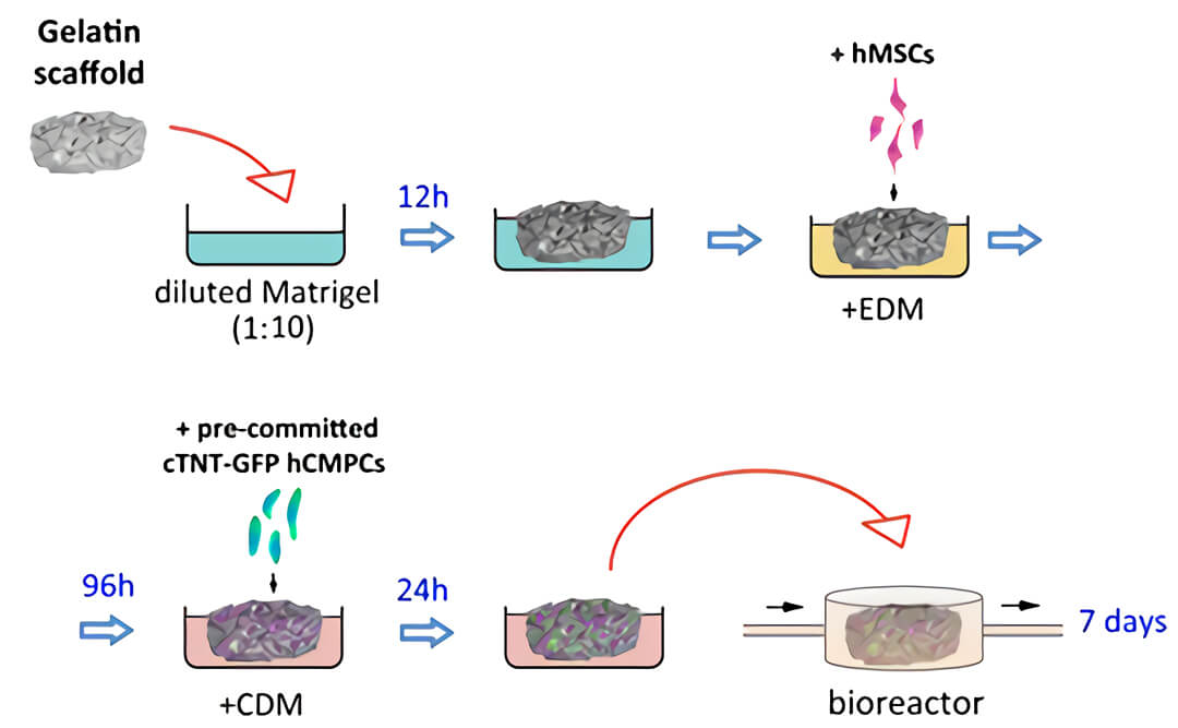 三维培养 quasi vivo流动培养系统中国独家代理商北京泽平