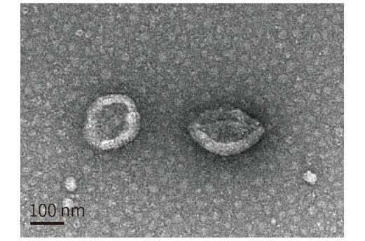 透射电镜鉴定法:简称tem,适合外泌体双层囊膜超微结构观察,即通常为